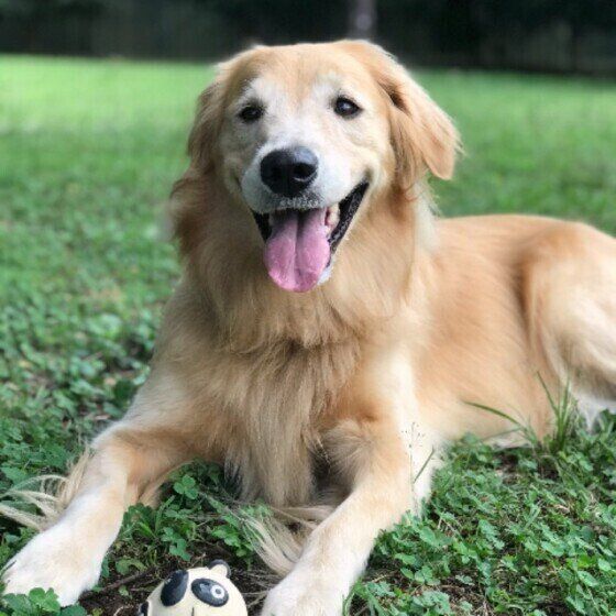 初心者が室内で飼いやすい大型犬は 実際飼ってる飼い主さんの意見も いぬのきもちweb Magazine